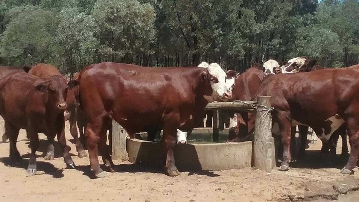 Reliable: The Flower family are pleased with the consistent hybrid vigour, ease of handling and easy doing progeny they receive from the Santa Gertrudis x Hereford cross progeny they produce.