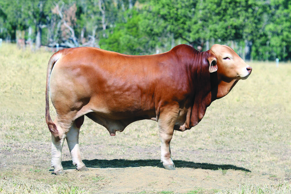 The Laycocks ET and IVF programs have utilised Rondel Whiskey, purchased in-partnership for $160,000, at the 2020 National Droughtmaster Bull Sale.