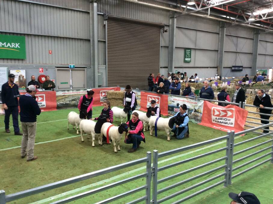 Great show: Breeders from Qld, NSW and WA will exhibit 280 Dorper and White Dorpers at the DSSA National Show being held for the first time in Queensland in conjunction with the Toowoomba Royal Show on April 11 to 12.