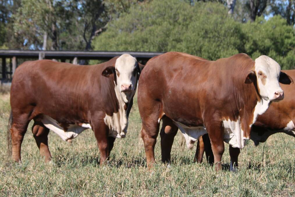 Convenience and choice: The National Braford Sale provides a great opportunity for buyers to select supreme sires from the country's top Braford studs, all at the one location with a wide selection of genetics available.