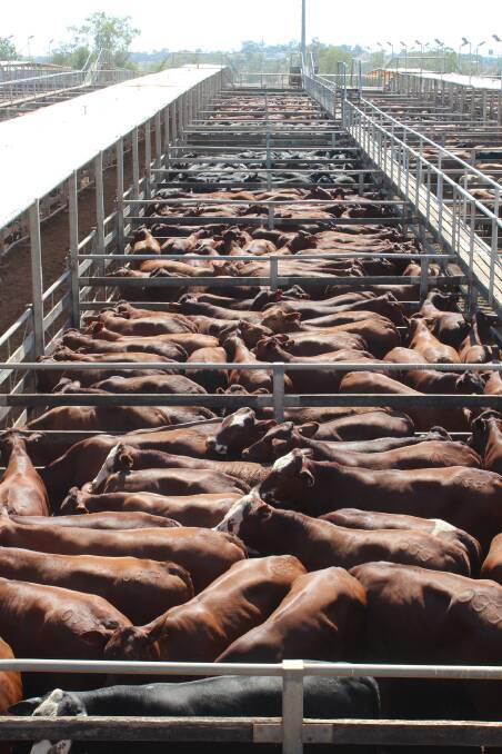 Sale time: The Flowers Santa Gertrudis x Hereford steers penned up and ready for bidding at the Roma Saleyards.