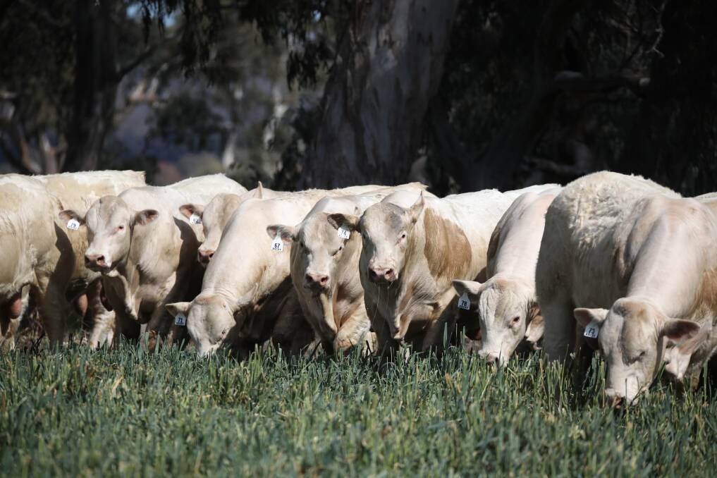 PP presence: Included in the 62 polled Charolais bulls selected for the sale are 31 homozygous polled bulls. 