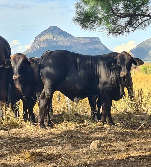 Production: The Coles sell their Simmental x Brahman crossbred weaner steers and heifers straight off their mothers at weaning to a repeat buyer in Alpha.