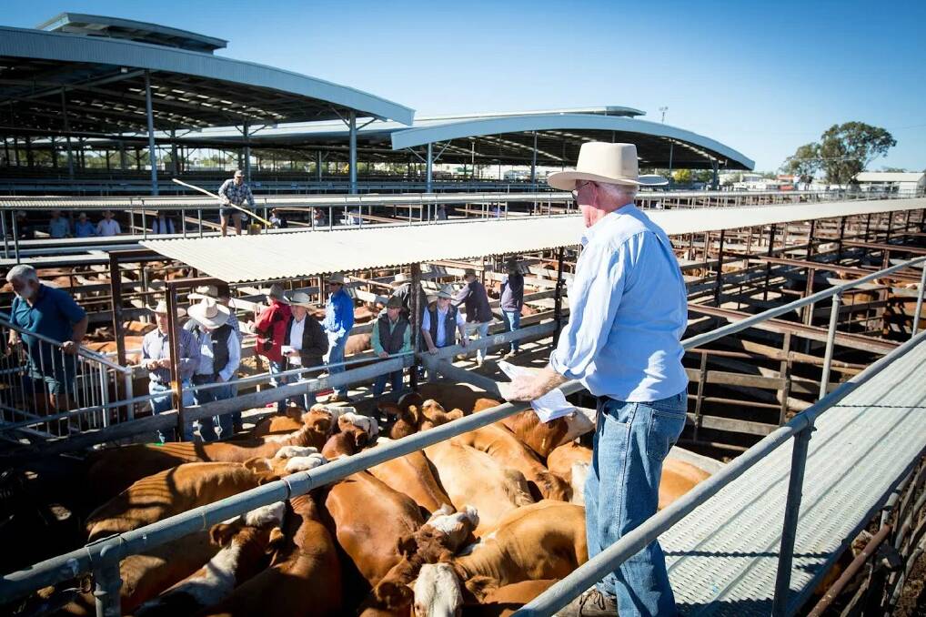 First-rate: State-of-the-art features and internationally recognised qualifications make the Dalby Regional Saleyards a prime location to buy and sell cattle.