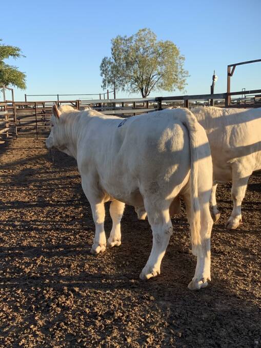 Bulls purchased from the Sullivan family, Riverglen Charolais stud, at their 2019 sale.