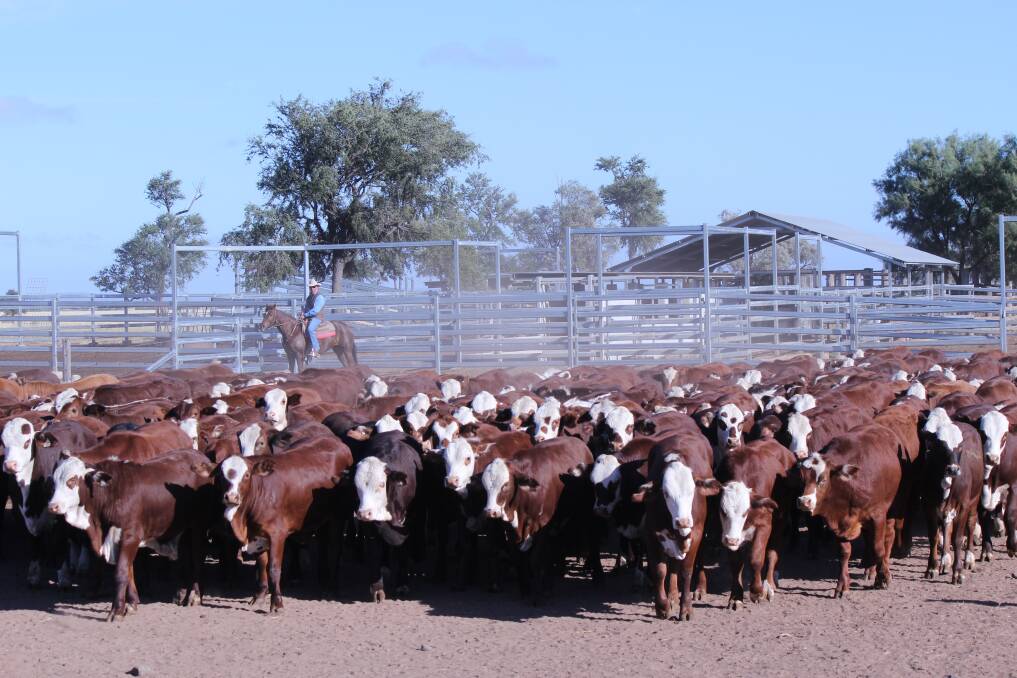 Decades deep: For 40 years Ascot Neimen genetics have been running through the Muller family's primarily pure Braford herd at Waylandia Valley and Close Park, south east of Rolleston.