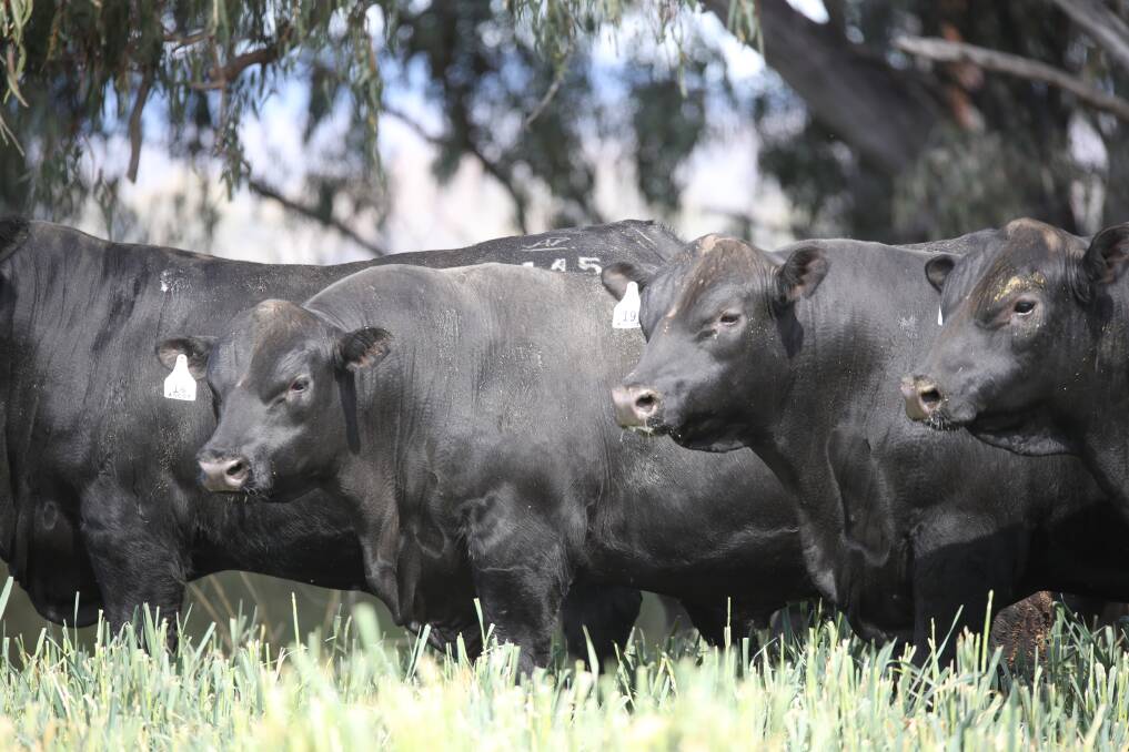 Angus advantage: The Wedges will offer 62 Angus bulls comprising 45 rising two year olds and 17, 16 to 18 month olds. Many bulls in the draft will suit heifer joinings.