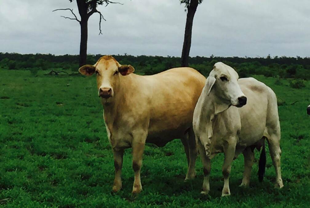 Top cross: Charolais-cross heifers typical of the article produced by the Dennis family in their commercial breeding operation at Walthum Station, Clermont.