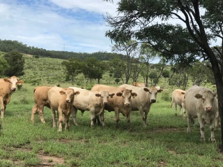 Superb results: Cows and calves produced through the Whites Charolais x Santa Gertrudis crossbreeding program on Mt Saltbush, Roma.