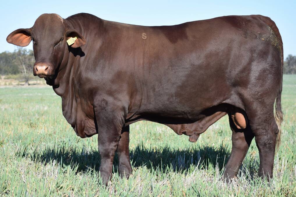 Sire prospect: At the 2017 sale the Waugh’s purchased Narromine T356 from vendors Boyd and Susan Rohde, Narromine, Goondiwindi for $15,000.