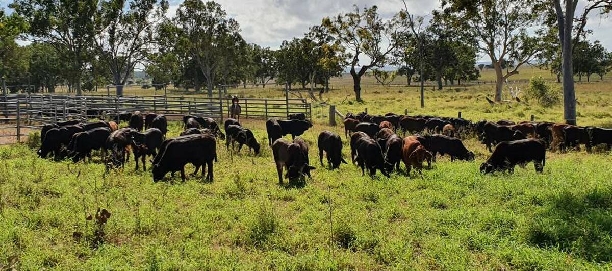 Genetics pipeline: To produce the article they require, the Maces have been buying bulls from the ABCA Rockhampton Brangus Sale for more than 30 years.