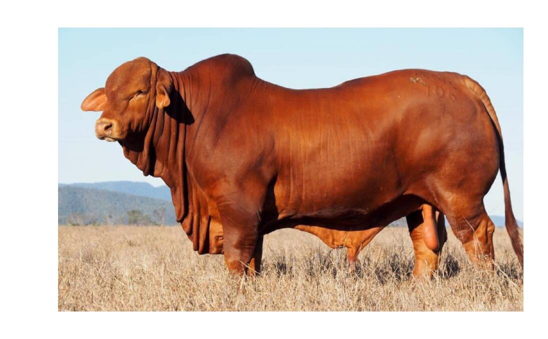Sale ties: The Hodgkinsons recently purchased high quality bulls from Carnarvon Classic Sale vendor Oasis Droughtmasters, including Oasis A Bushwacker (pictured).