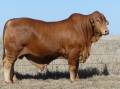 The $37,500 equal top price MAGS bull for 2023, lot 1, Lamont Vinny (PP) D3, was purchased by Max Kelso, Coalbrook, Richmond. Picture supplied