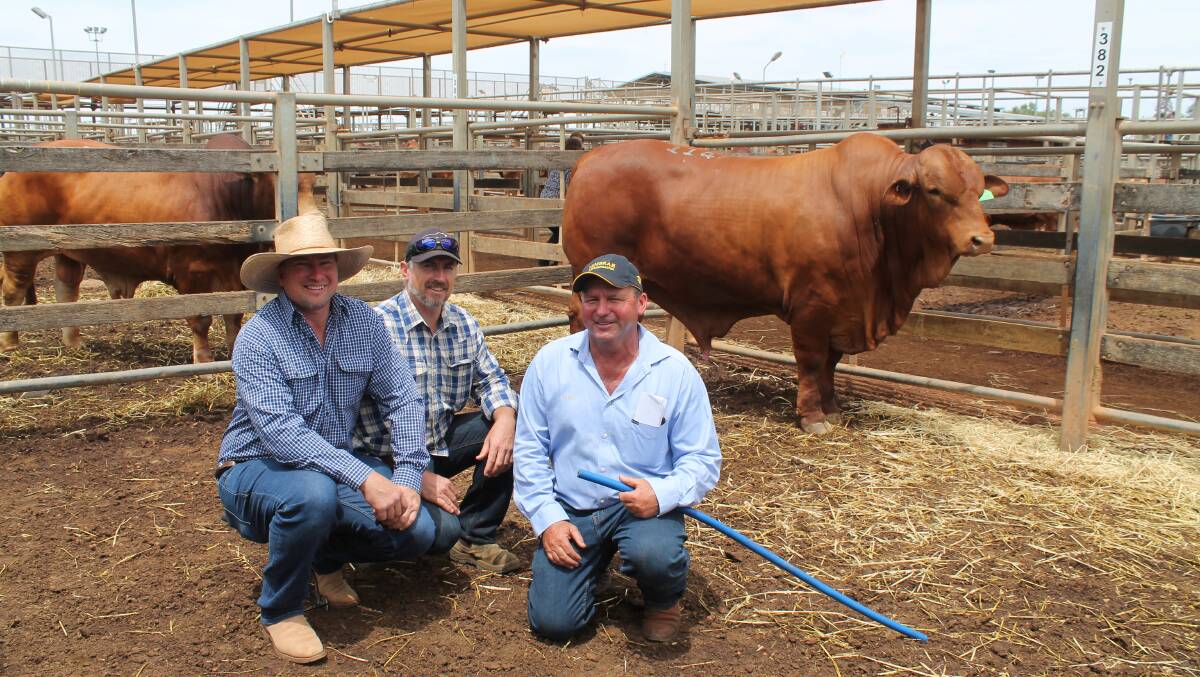Buyers Dan Jarvis, Ironhide stud, Laidley, and Derek Mays, Tomawill stud, Templin, with vendor Brett Warne, Jembrae stud, and the $18,000 Jembrae Noah (P).