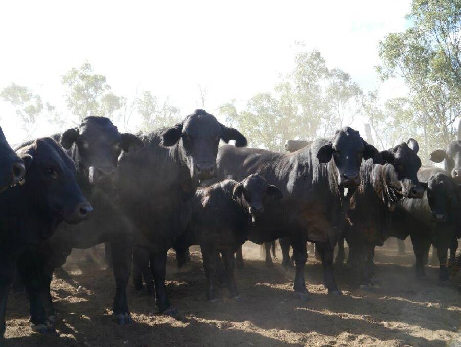 Strong core: The Lloyds only bring in Brangus genetics with proven doing ability, and cull heavily to ensure they maintain a strong female base herd.