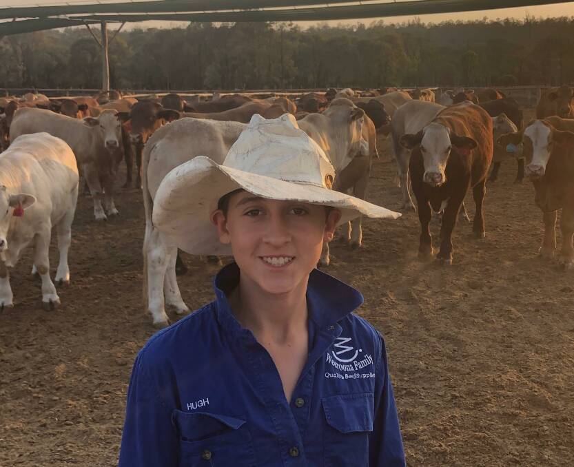 At work: Tim and Tammy Stillers' son Hugh at Weeroona Feedlot,in Guluguba on the Western Downs, with a portion of the Santa Gertrudis-cross cattle.