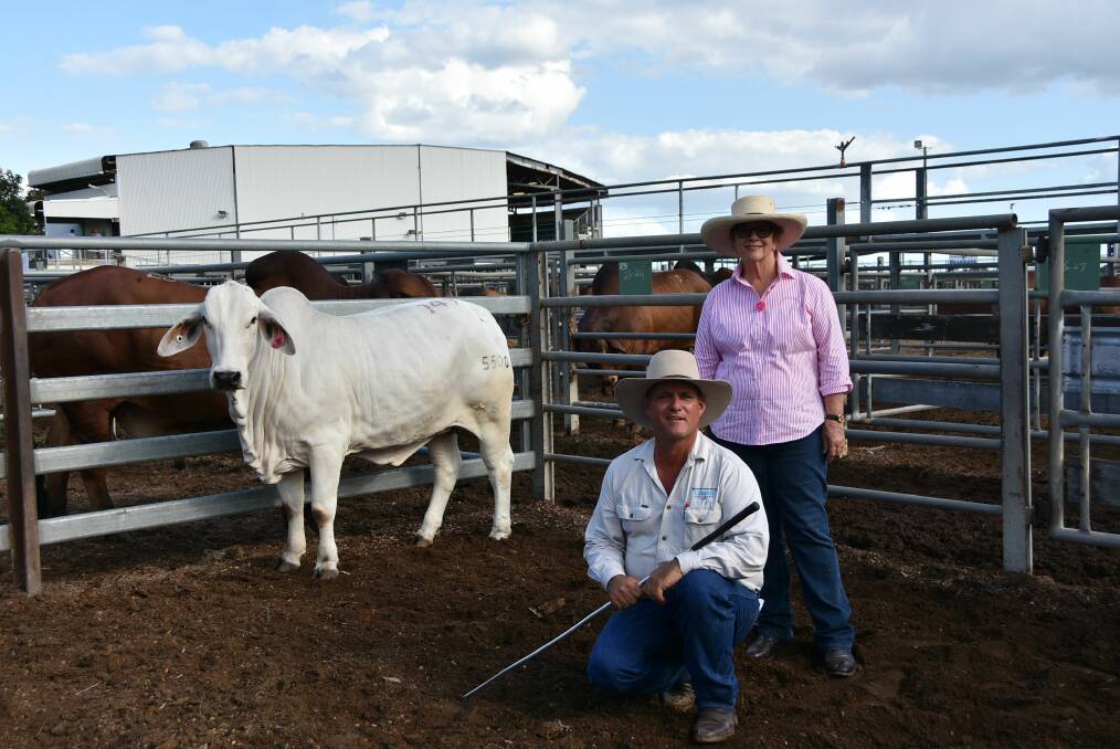 Marvellous Miranda: Vendor Lawson Camm, Cambil Brahmans, Proserpine, claimed top priced heifer honours at the sale, with Cambil Miranda 5500 (P), selling to Kelvin and Margaret Maloney, Kenilworth Brahmans, Mount Coolon, for $19,000.