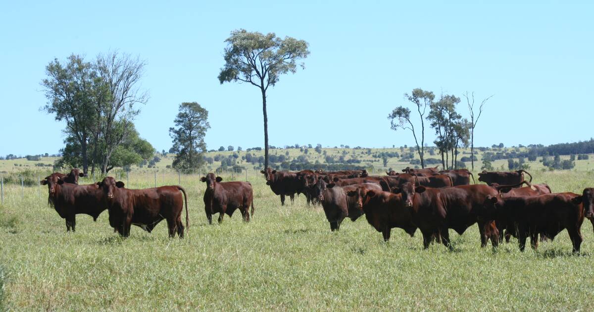Focus: The McKays began establishing their now 95 per cent pure bred Santa Gertrudis herd in the 1960's.