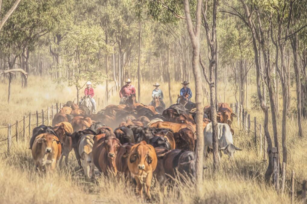 While many Wairuna cattle have passed through the sale ring in the last 75 years, paddock sales have always been the family's preferred way to sell. Photo: Sharon Atkinson Photography.