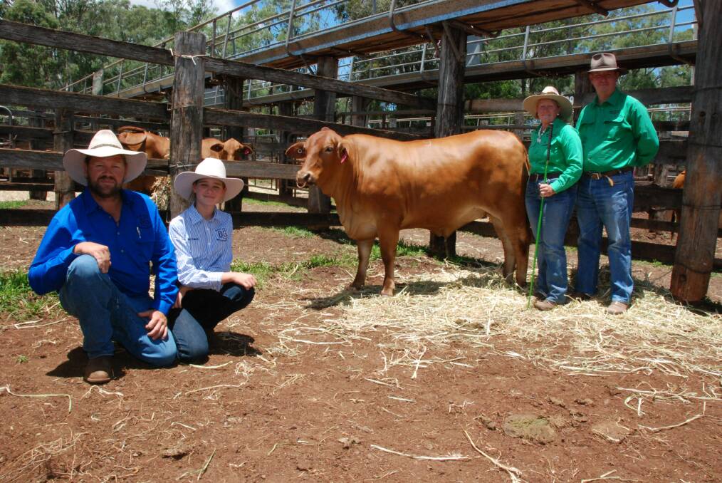 Beauty: The 2017 sale top price female Nindethana Hannalee with buyers Todd and Beyoncé Cormack, Black Gully Droughtmasters, Wallumbilla and vendors Bronwyn Betts and Michael Hawkins, Nindethana Droughtmaster Stud.