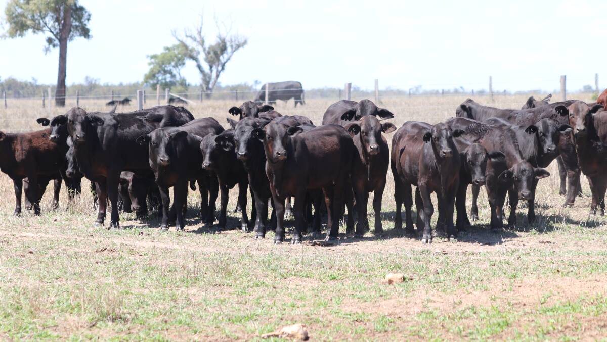 Herd improvers: Females selected for the sale are ideally suited to a buyer looking to improve the quality of their herd or to top up an existing Brangus commercial herd.