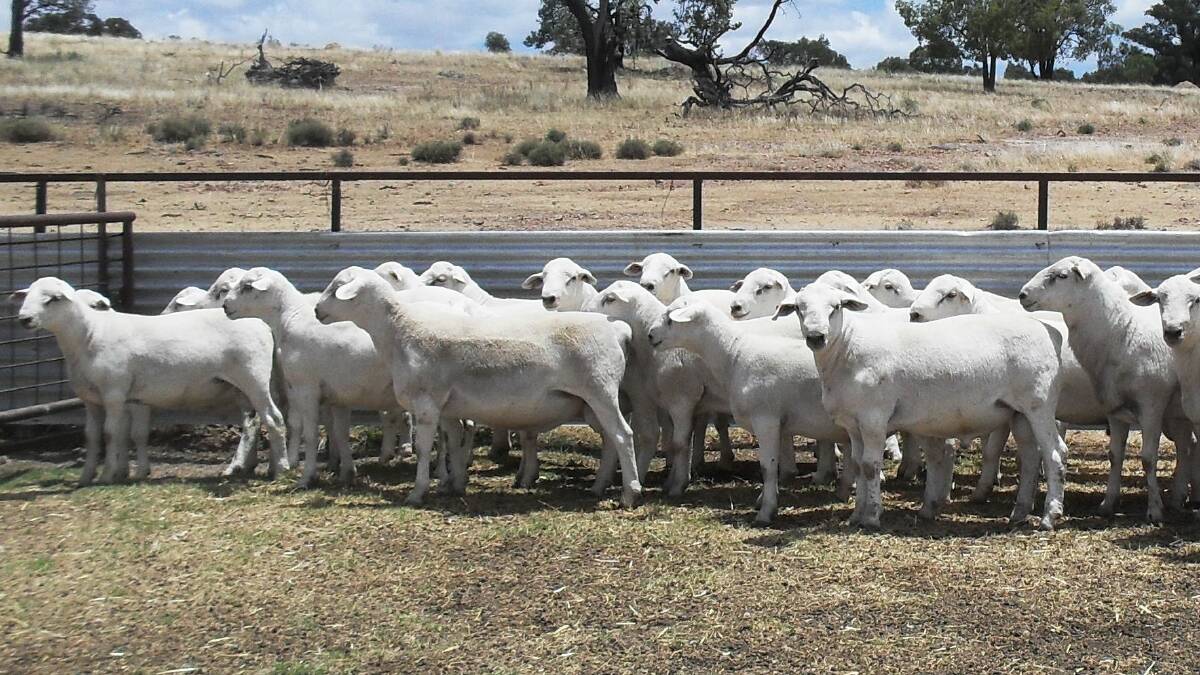 Top shelf genetics: A selection of the 100 pure Tattykeel-blood rams from the Keilah and Springdale studs to be offered at the third annual Stanthorpe Australian White Ram Sale on Friday, September 6.