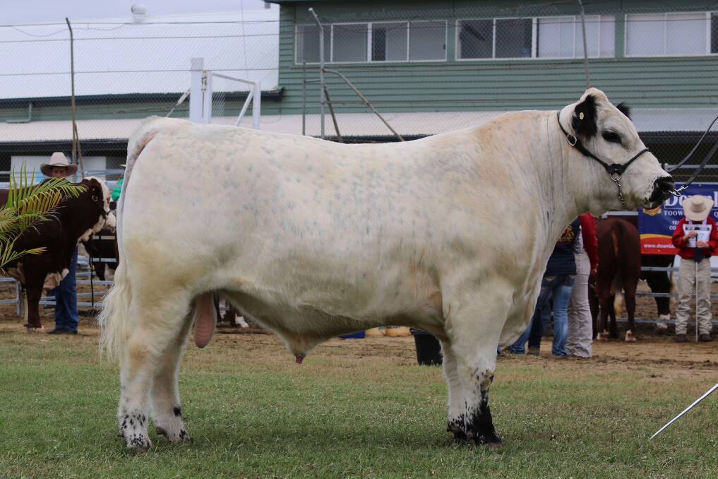 Total package: At Beef 2018, the Roberts won Champion Junior Bull in the Speckle Park section with the then 18 month-old AAA M24."