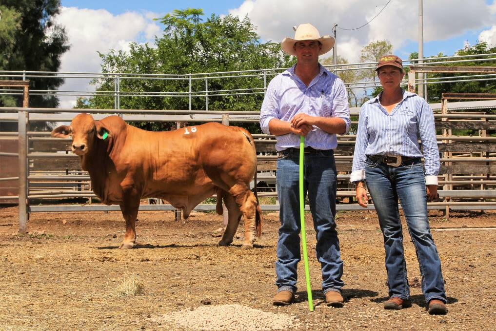 Freshly minted: The top-priced $24,000, bull at the 2018 Highlands Droughtmaster sale, Oasis A Mr Mint, with vendor Adam Geddes, Oasis Stud, Emerald, and purchaser, Colleen Smith, Vale View Stud, Manumbar.