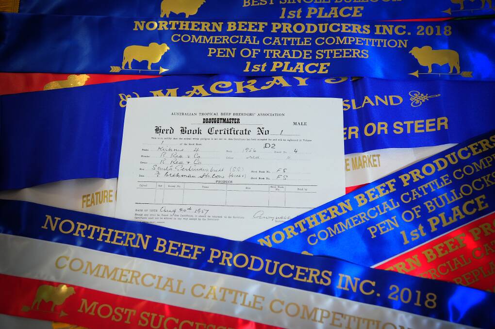 Pictured is the very first Herd Book Certificate No 1 for the then “new” Droughtmaster breed Robert Rea Jnr’s great grandfather, and breed pioneer Bob Rea, was issued in 1957, surrounded by a raft of ribbons Lisgar cattle have won over the years.