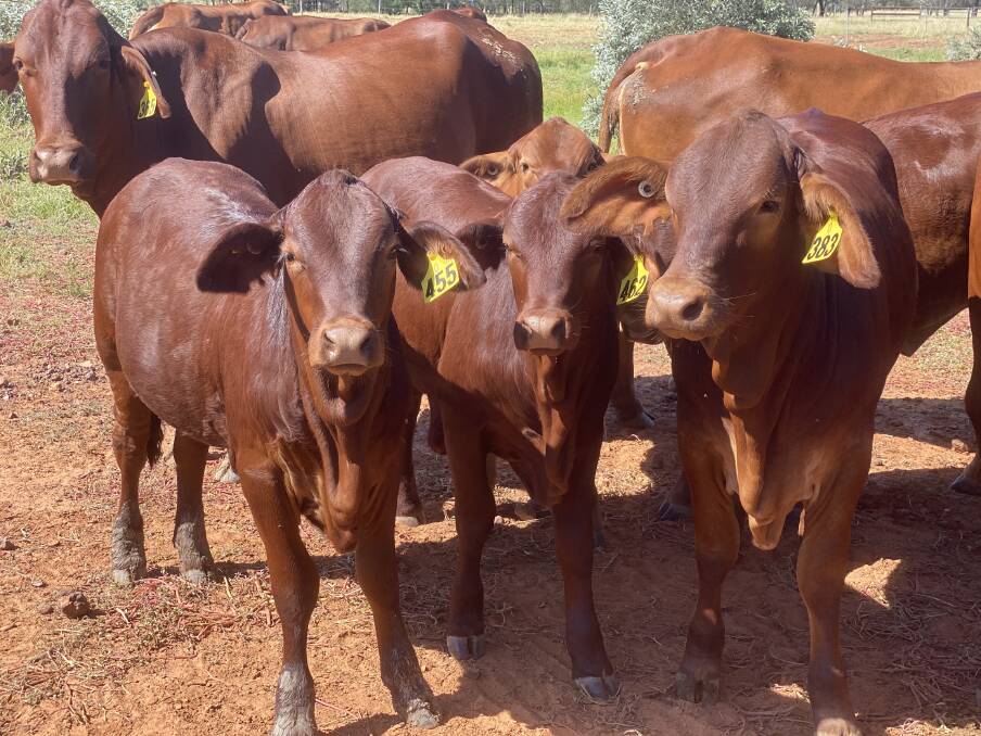 The Flynn family has been breeding since 1969. Pictured are some of the studs' next generation replacement heifers. Picture supplied.