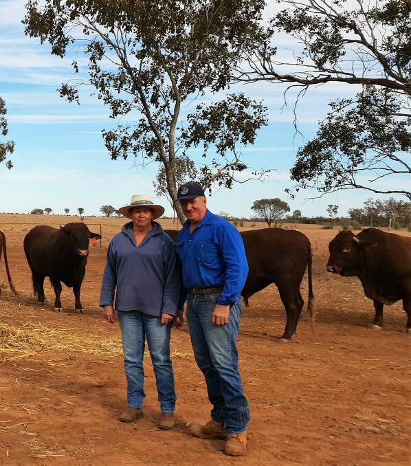 Great fit: Helen and Michael McKellar have been joining Belmont Red bulls with their composite breeding herd since 2012 and say they're the ideal breed to suit their requirements.