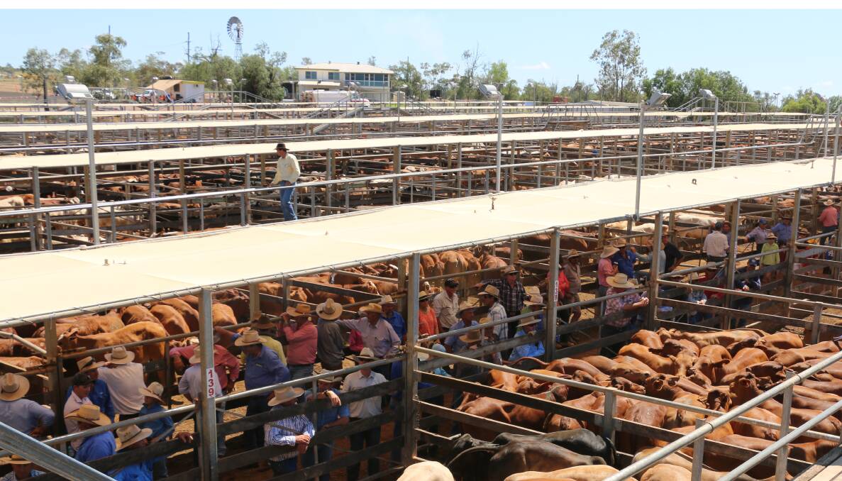 Striving for excellence: Over the past five decades, infrastructure has been continually upgraded to ensure the Roma Saleyards remains a leader in the Australian saleyards sector.