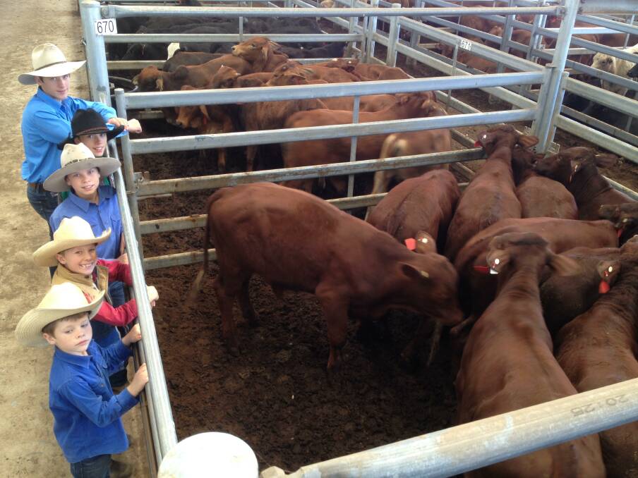 McDonalds' Santas: Luke and Allana McDonald's boys Amos, Isaac, Boaz, Josiah, and Jared with pens of Santa Gertrudis which were offered by the family at a feeder sale held at the Dalby Saleyards.