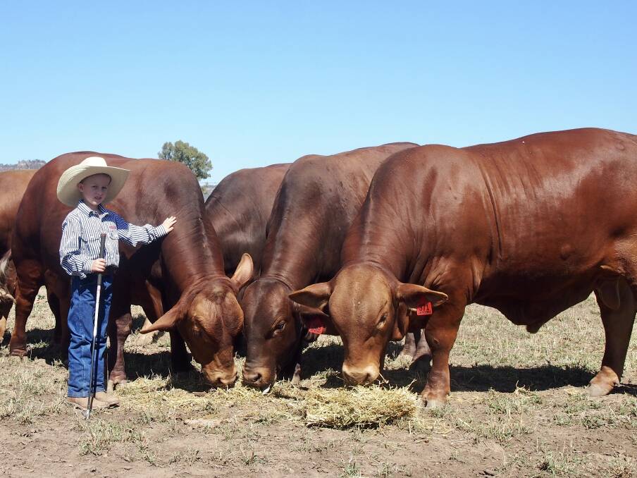 Top Reds: Charlie Walker of Jateebee Brangus, Theodore, with a selection of the red bulls on offer at the ABCA Rockhampton Brangus Sale.