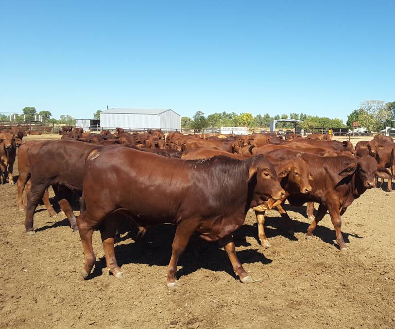 Business objective: In their breeding program at The Nobbies, the Davies sell their pure Droughtmaster weaners straight off their mothers when they're between eight to nine months-old.
