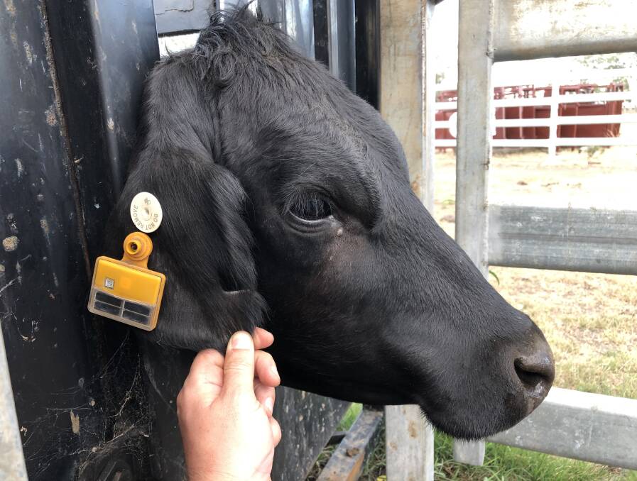 mOOvements GPS ear tags for cattle will allow the real-time tracking of individual animals and provide a wealth of insights for forward thinking beef producers.