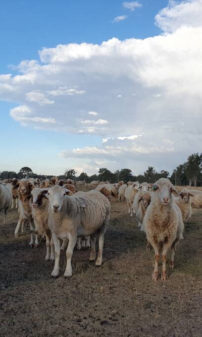Cross: One of the two Australian White rams (front left) the Davidsons are joining with 80 Awassi ewes. The first lambs from this joining are expected in November.
