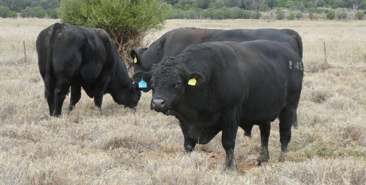 Ideal genetics: Pictured are the selection of bulls on Nalpa Downs, that Grant and Jane Maudsley have purchased from Tony Horvath and Roslyn Ware, Fairview Black Simmentals, Mungallala, over the course of the past two years.