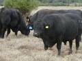 Ideal genetics: Pictured are the selection of bulls on Nalpa Downs, that Grant and Jane Maudsley have purchased from Tony Horvath and Roslyn Ware, Fairview Black Simmentals, Mungallala, over the course of the past two years.