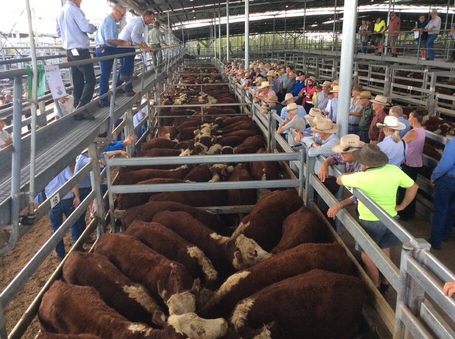 Diverse selection: Up to 1800 British breed weaner steers and heifers will be offered at the 46th annual George and Fuhrmann Hereford Weaner Sale on March 12.