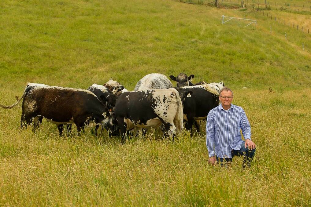 At home: Denis Roberts with a selection of his Speckle Park bulls at Ivyhome in Kingaroy, Queensland, where the Roberts have lived since moving from Oberon, New South Wales, in 2018.