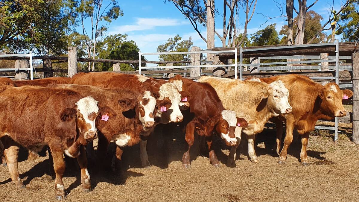 High demand: Feeder steers by a Gowrie Simmental bull over a Simbrah/Santa/Droughtmaster cow were in demand at the Elders weaner/feeder show and sale last year.