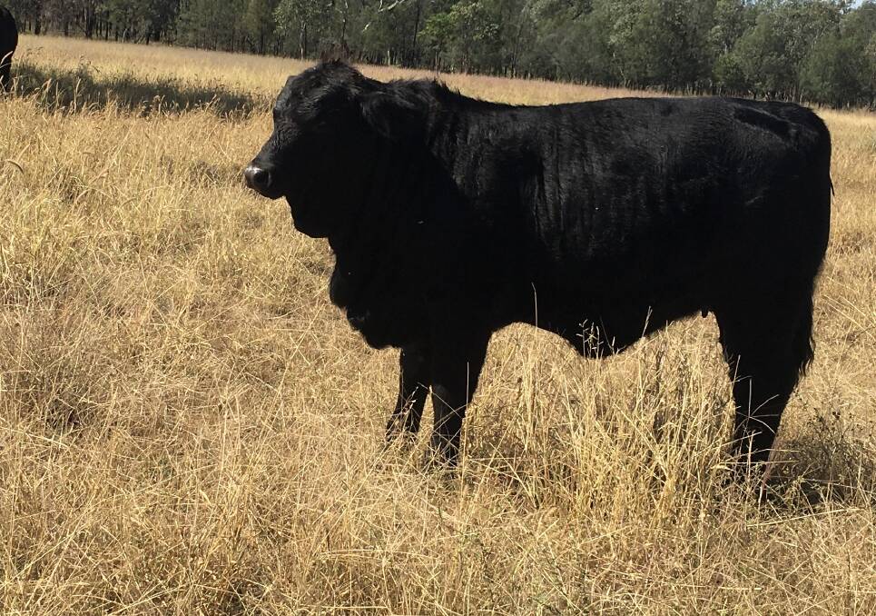 Ideal article: Kathy Moloney said the black SimBrangus weaner heifer pictured typifies the attributes of crossbreeding Simmental with Brangus/Angus herd.
