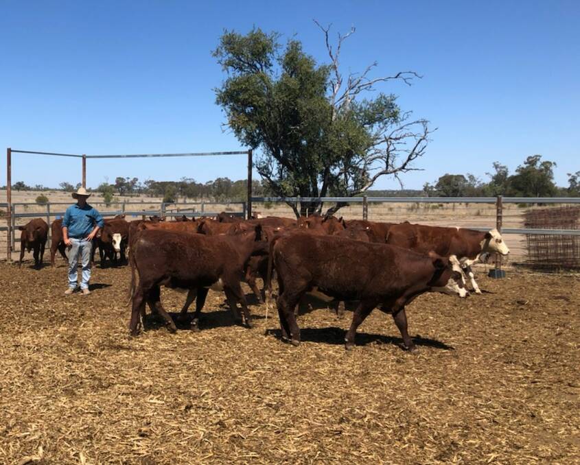 Fusion: The Worsfolds commenced operation with a predominantly Hereford breeding herd, and introduced Santa Gertrudis bulls two decades ago.