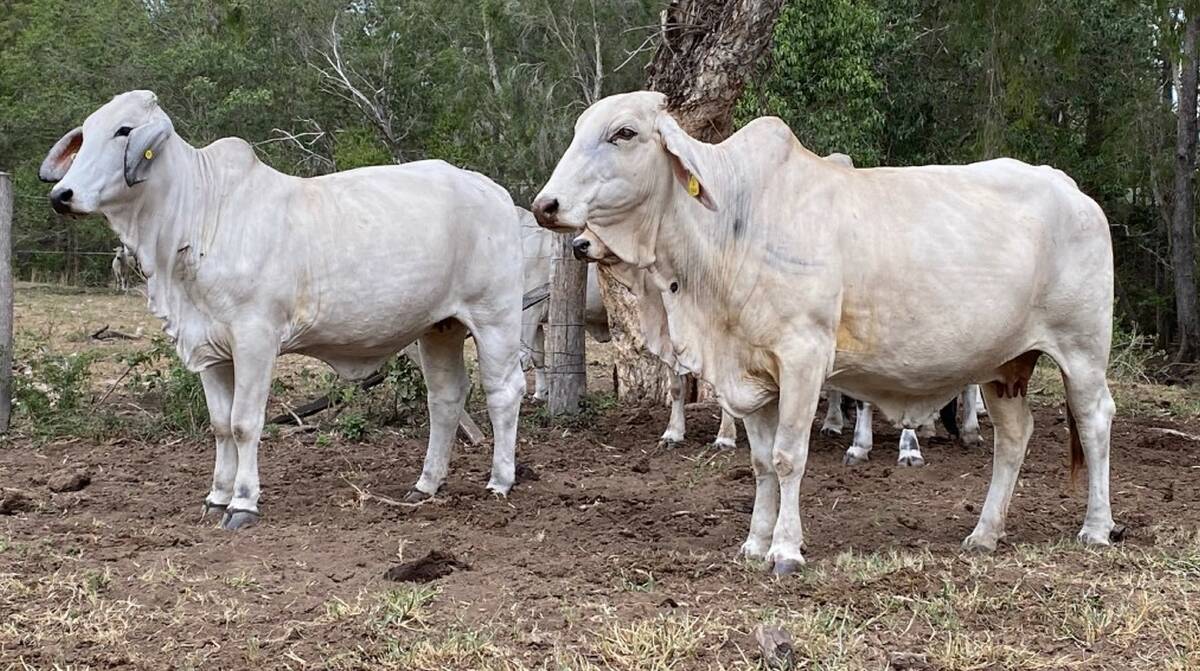 Objective: The Ryans are joining grey Brahman cows with Angus bulls to produce a crossbred flat back 200kg -plus article which is proving to be highly sought-after at the Monto and Miriam Vale sales they offer stock at.