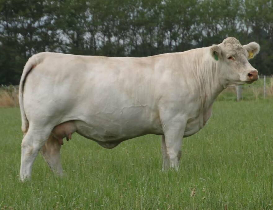 Silverstream Dasher H104 is considered one of the elite donors in the renowned Silverstream herd. Two of her imported embryo daughters by Silverstream Geddes will be on offer at the 2021 sale.