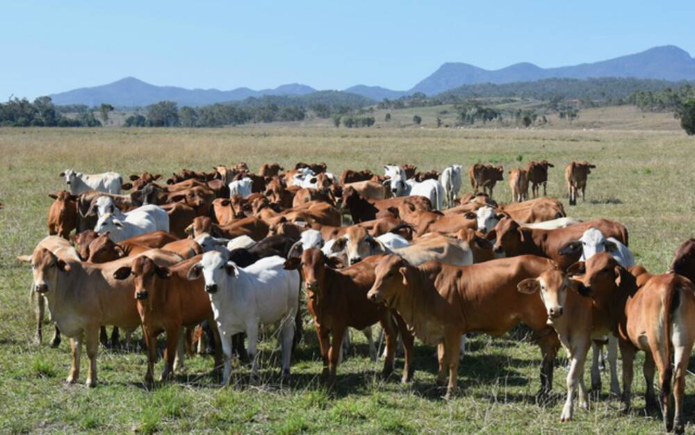The Hindmarsh’s sell their weaner steers through the Gracemere Saleyards in the second week of June at 240kg to 250kg. 