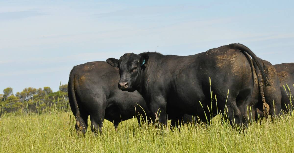 In the Te Mania Angus Autumn Bull Sale being held on Wednesday, March 1, 90 per cent of the sale bulls are in the top 25p per cent of the breed for the Heavy Grain $Index.