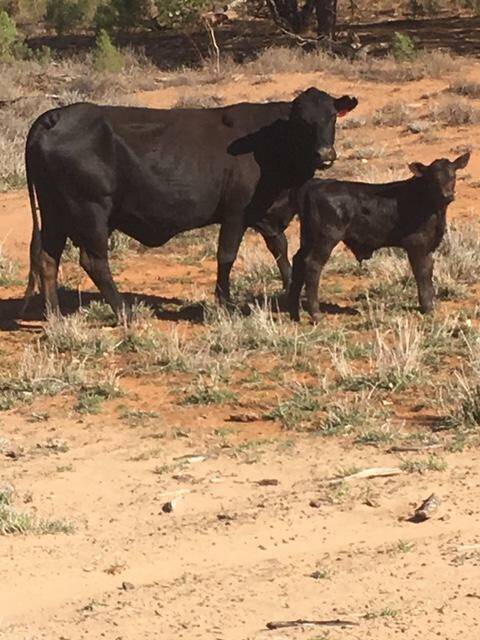 An Angus x Santa cow with Ultrablack calf at foot on Cashel Vale.