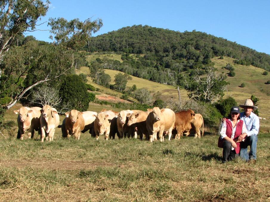 Quality: Roz and John Mercer, Kandanga Valley Stud, on-property at Warravale with a selection of the 90 quality, young coastal reared Charolais and Charbray bulls that will feature at their 15th annual on-property sale.
